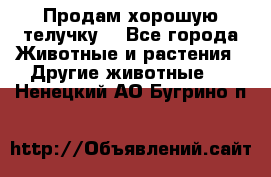 Продам хорошую телучку. - Все города Животные и растения » Другие животные   . Ненецкий АО,Бугрино п.